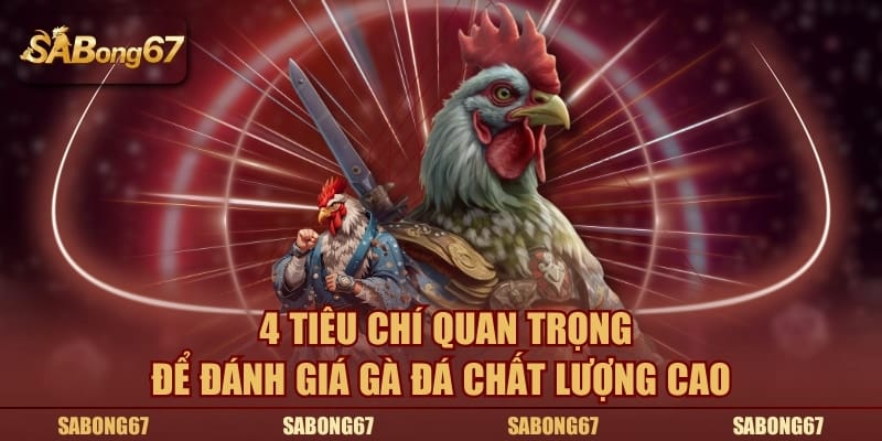 4 tiêu chí quan trọng để đánh giá gà đá chất lượng cao