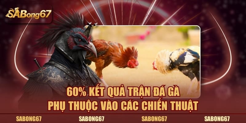 60% kết quả trận đá gà phụ thuộc vào chiến thuật phù hợp