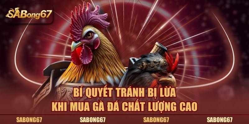 Bí quyết tránh bị lừa khi mua gà đá chất lượng cao