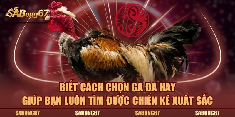 Biết cách chọn gà đá hay giúp bạn luôn tìm được chiến kê xuất sắc