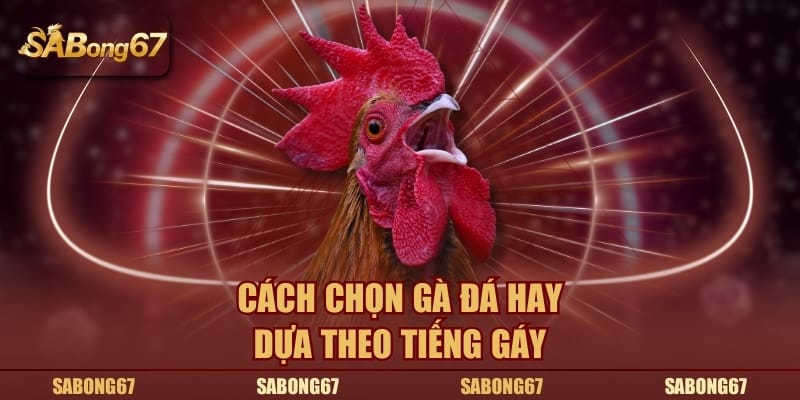 Cách chọn gà đá hay dựa theo tiếng gáy