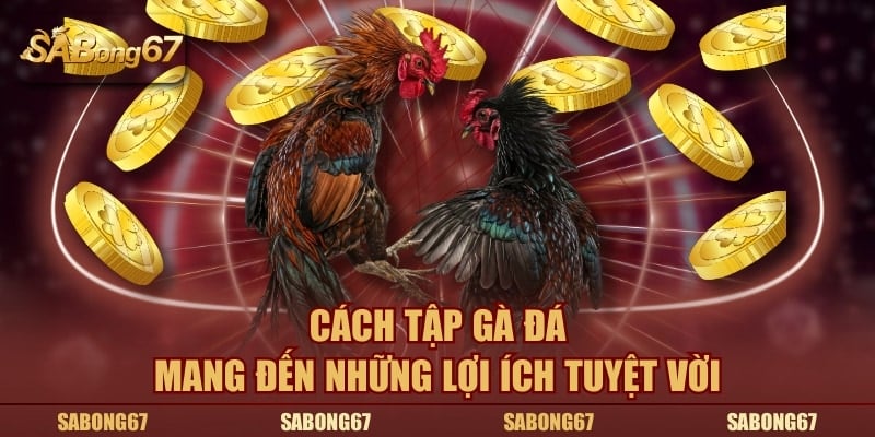 Cách tập gà đá mang đến lợi ích tuyệt vời