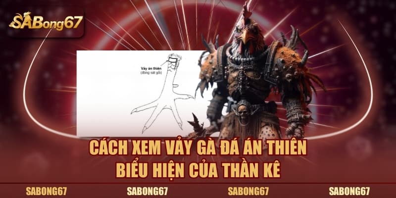 Cách xem vảy gà đá án thiên biểu hiện của thần kê