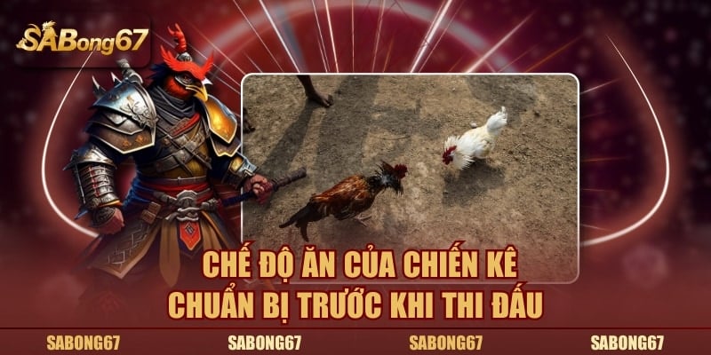Chế độ ăn của chiến kê chuẩn bị trước khi thi đấu