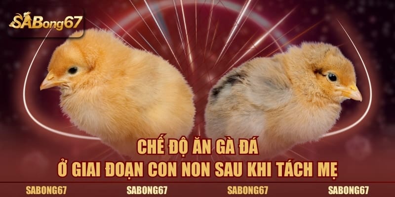 Chế độ ăn gà đá ở giai đoạn con non sau khi tách mẹ