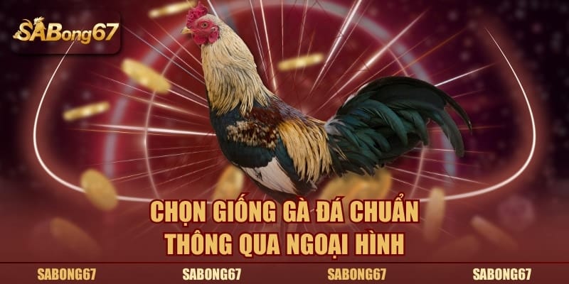 Chọn giống gà đá chuẩn thông qua ngoại hình