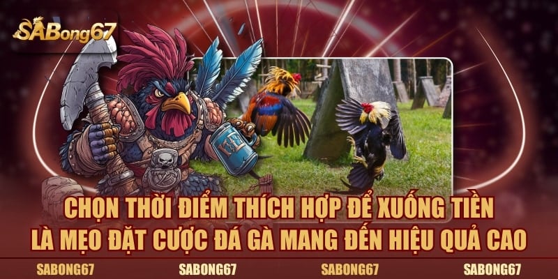 Chọn thời điểm xuống tiền là mẹo đặt cược đá gà hiệu quả