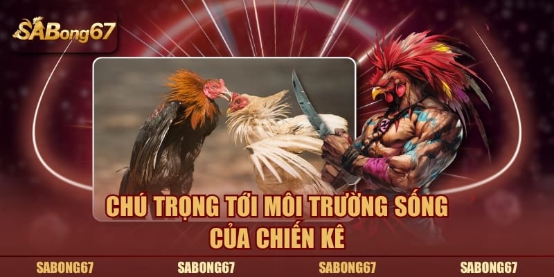 Chú trọng tới môi trường sống của chiến kê