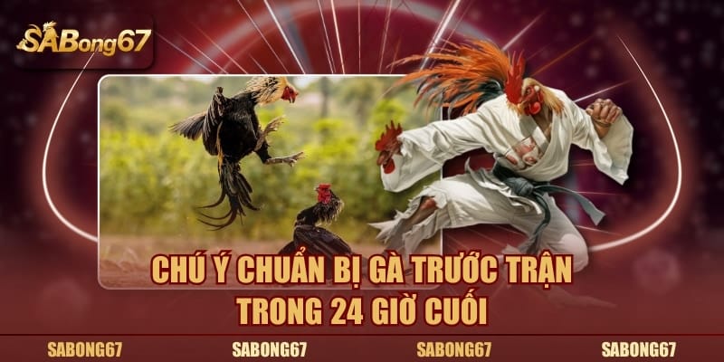 Chú ý chuẩn bị gà trước trận trong 24 giờ cuối