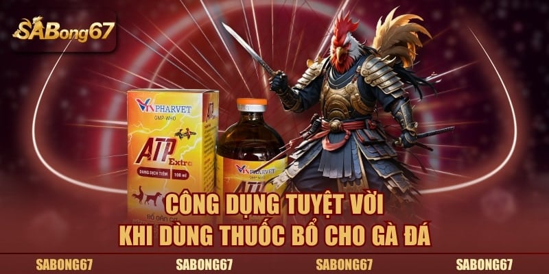 Công dụng tuyệt vời khi dùng thuốc bổ cho gà đá