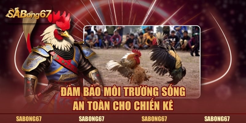 Đảm bảo môi trường sống an toàn cho chiến kê