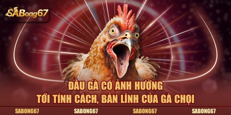 Đầu gà có ảnh hưởng tới tính cách, bản lĩnh của gà chọi