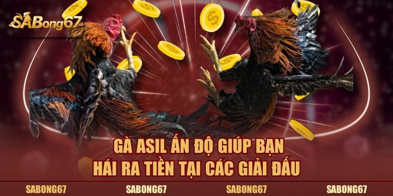Gà Asil Ấn Độ giúp bạn hái ra tiền tại các giải đấu