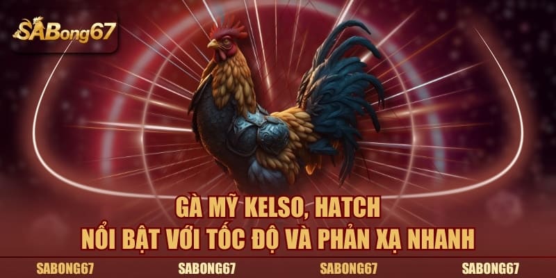 Gà Mỹ Kelso, Hatch nổi bật với tốc độ và phản xạ nhanh