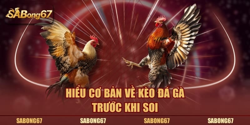 Hiểu cơ bản về kèo đá gà trước khi soi