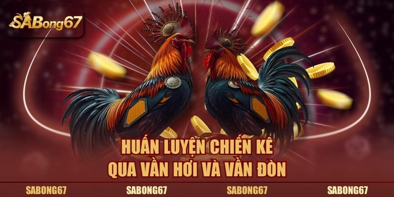 Huấn luyện chiến kê qua vần hơi và vần đòn