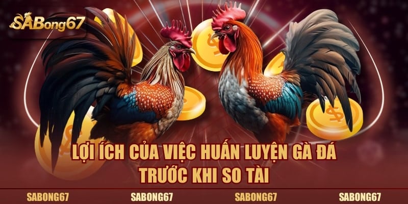 Lợi ích của việc huấn luyện gà đá trước khi so tài