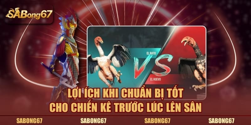 Lợi ích khi chuẩn bị tốt cho chiến kê trước lúc lên sân