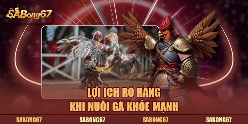 Lợi ích rõ ràng khi nuôi gà khỏe mạnh