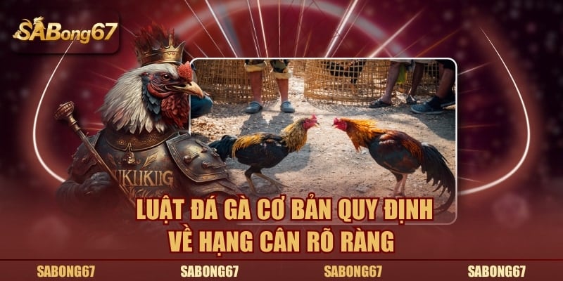 Luật đá gà cơ bản quy định về hạng cân rõ ràng