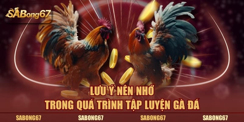 Lưu ý nên nhớ trong quá trình tập luyện gà đá