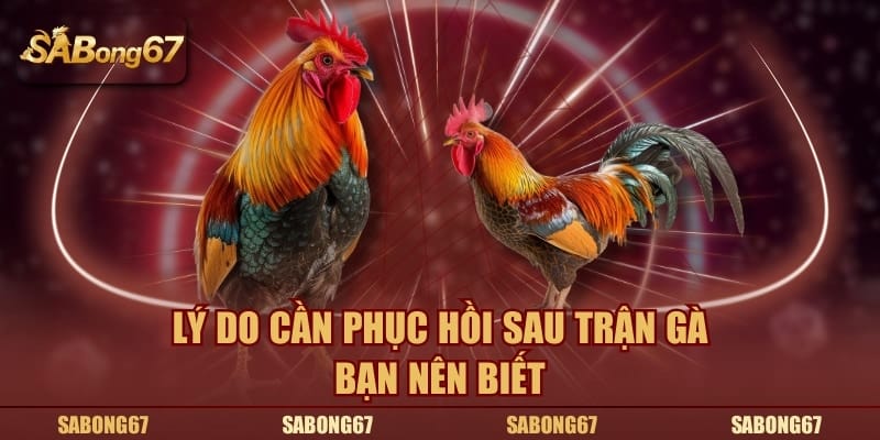 Lý do cần phục hồi sau trận gà bạn nên biết