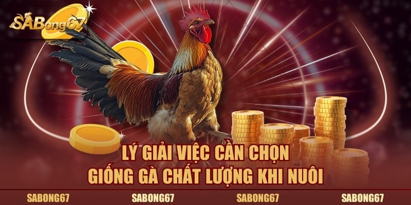 Lý giải việc cần chọn giống gà chất lượng khi nuôi