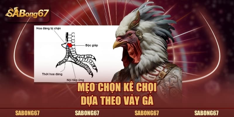 Mẹo chọn kê chọi dựa theo vảy gà