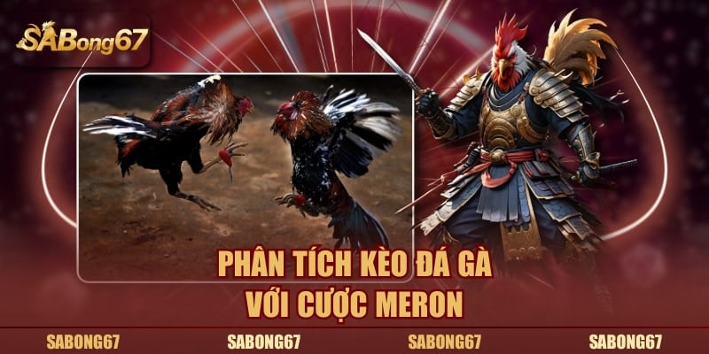 Phân tích kèo đá gà với cược Meron