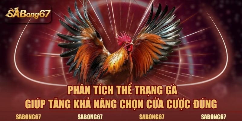 Phân tích thể trạng gà giúp tăng khả năng chọn cửa cược đúng