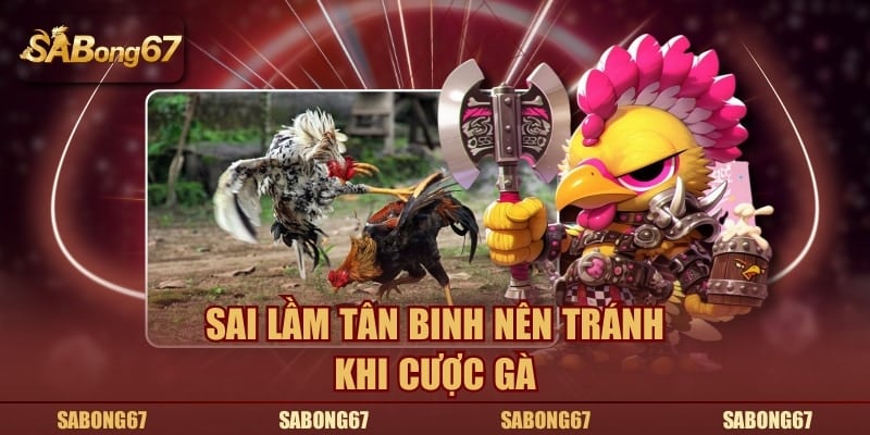 Sai lầm tân binh nên tránh khi cược gà