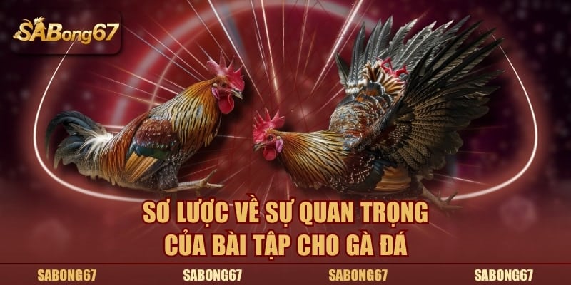 Tìm hiểu sự quan trọng của những bài tập cho gà đá