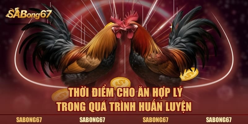 Thời điểm cho ăn hợp lý trong quá trình huấn luyện