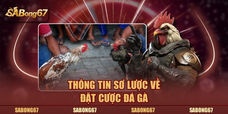 Thông tin sơ lược về đặt cược đá gà