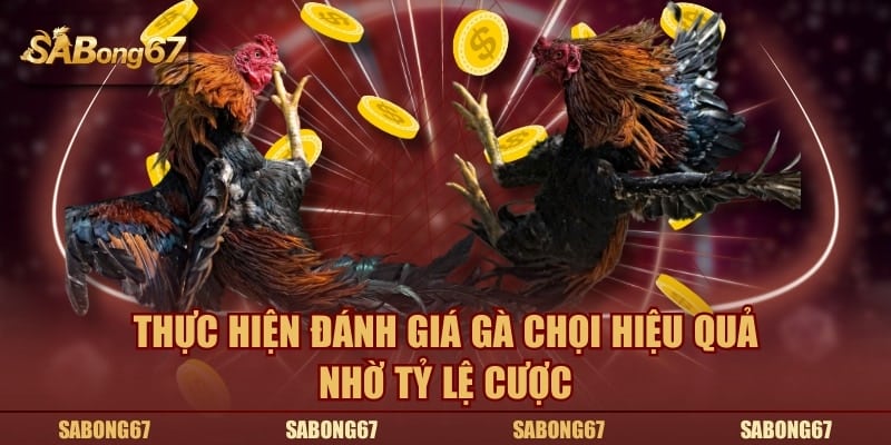 Thực hiện đánh giá gà chọi hiệu quả nhờ tỷ lệ cược