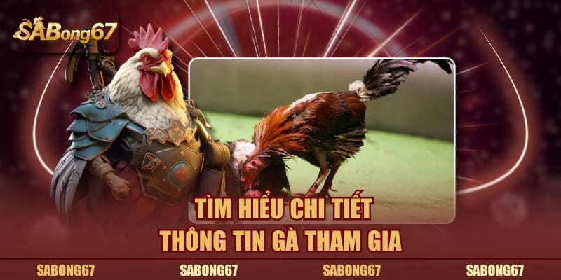 Tìm hiểu chi tiết thông tin gà tham gia