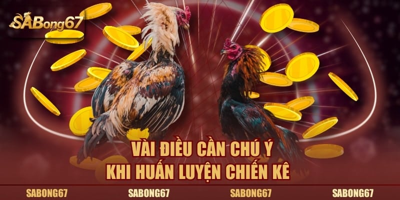 Vài điều cần chú ý khi huấn luyện chiến kê