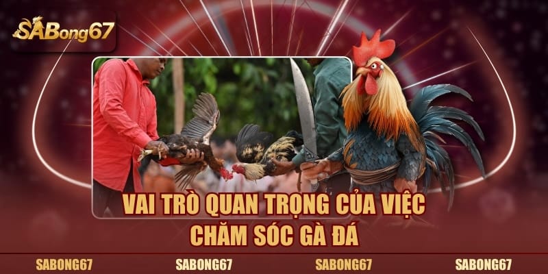 Vai trò quan trọng của việc chăm sóc gà đá