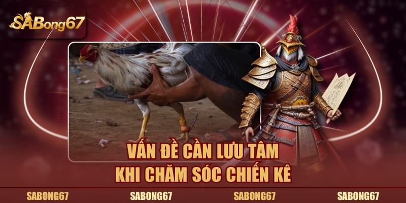 Vấn đề cần lưu tâm khi chăm sóc chiến kê