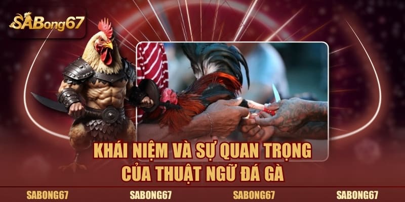 Thuật ngữ đá gà hiểu đúng như thế nào cho người mới